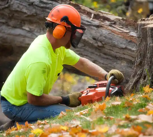 tree services Morehead City